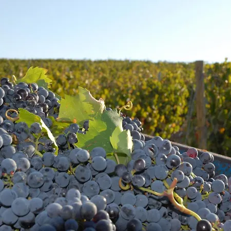 Feriegård Casale Poggio Nebbia *